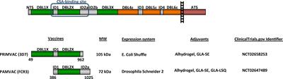 Progress and Insights Toward an Effective Placental Malaria Vaccine